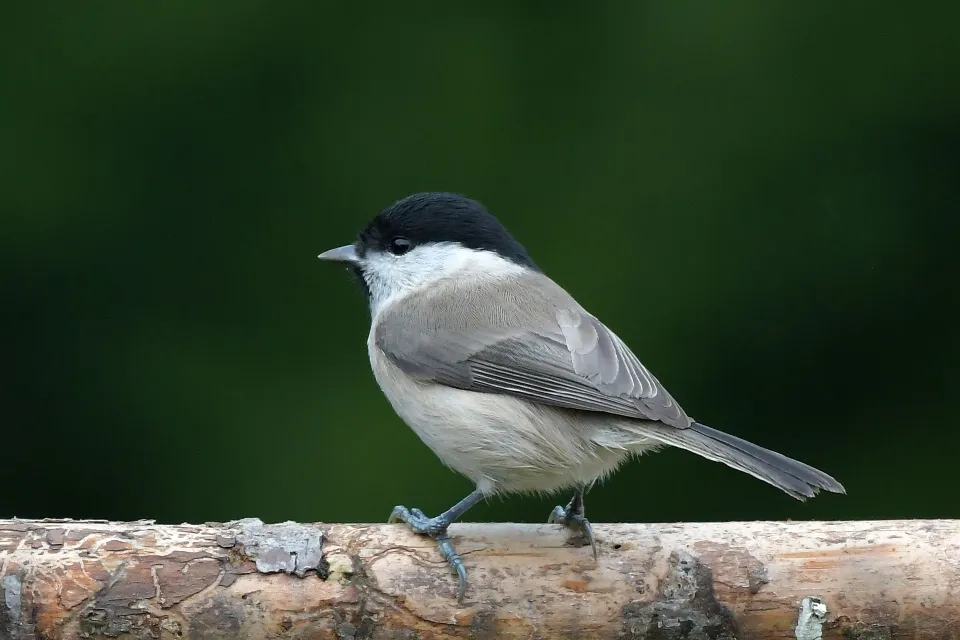 Parus palustrlis