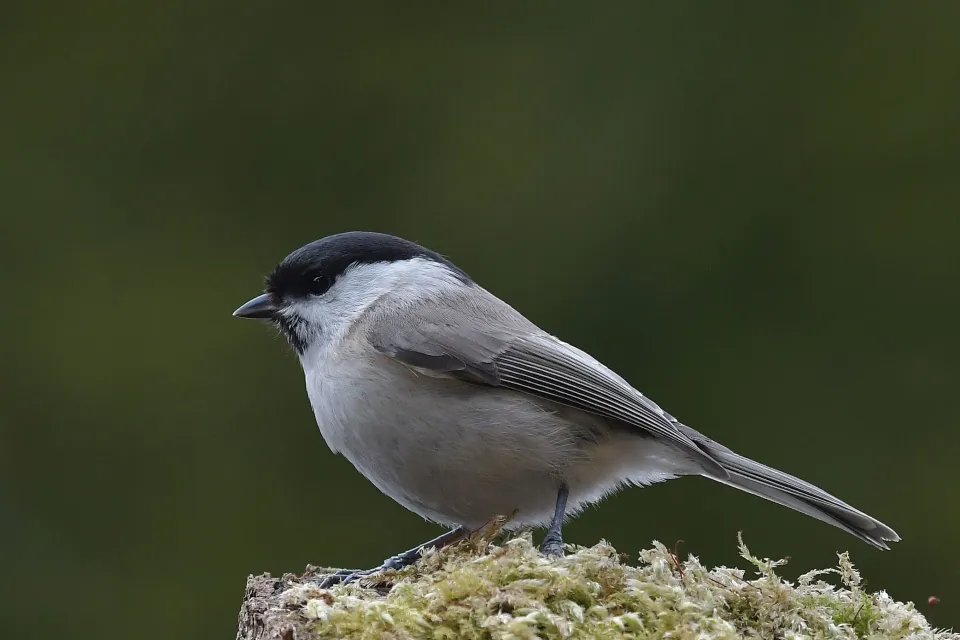 Parus palustrlis