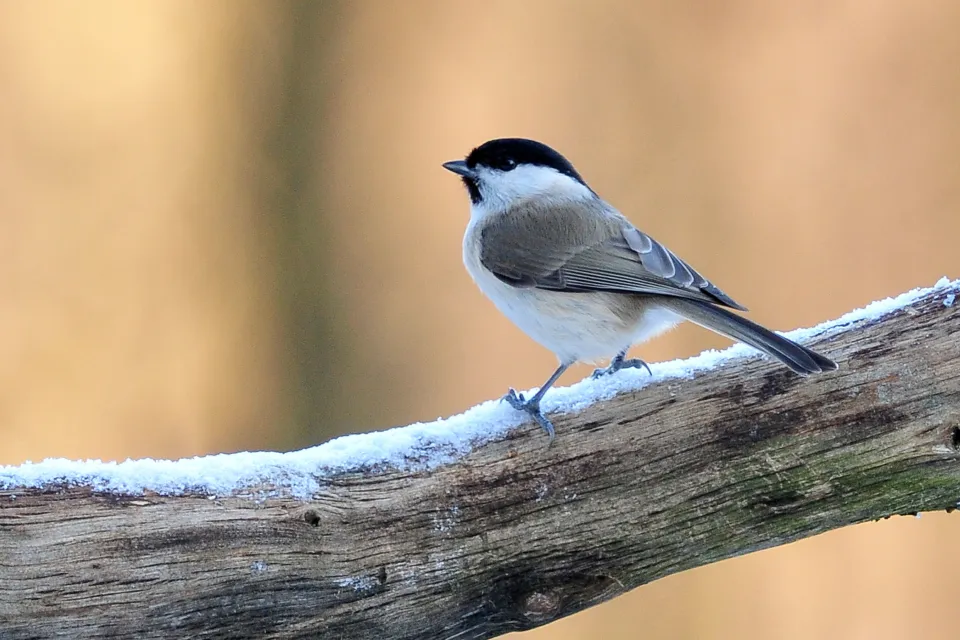 Parus palustrlis