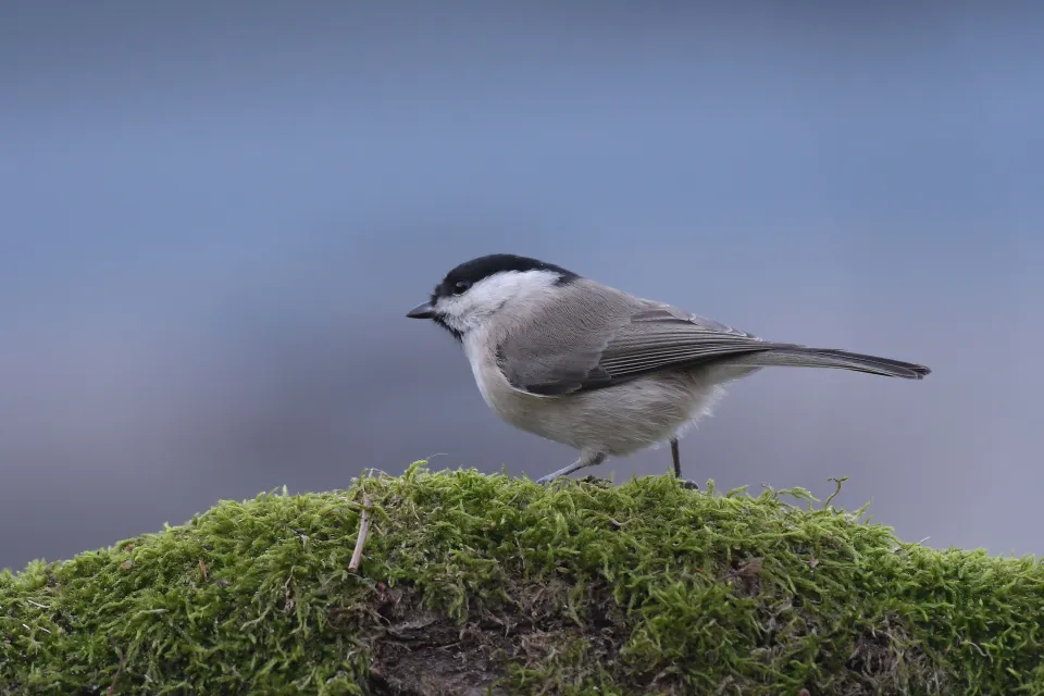 Parus palustrlis