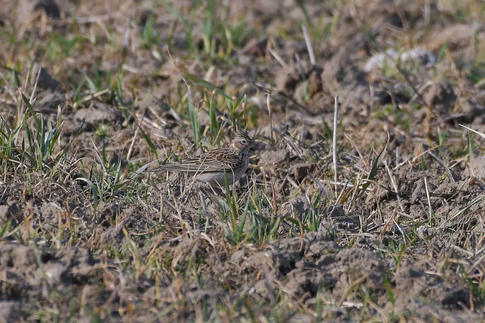 Alauda arvensis