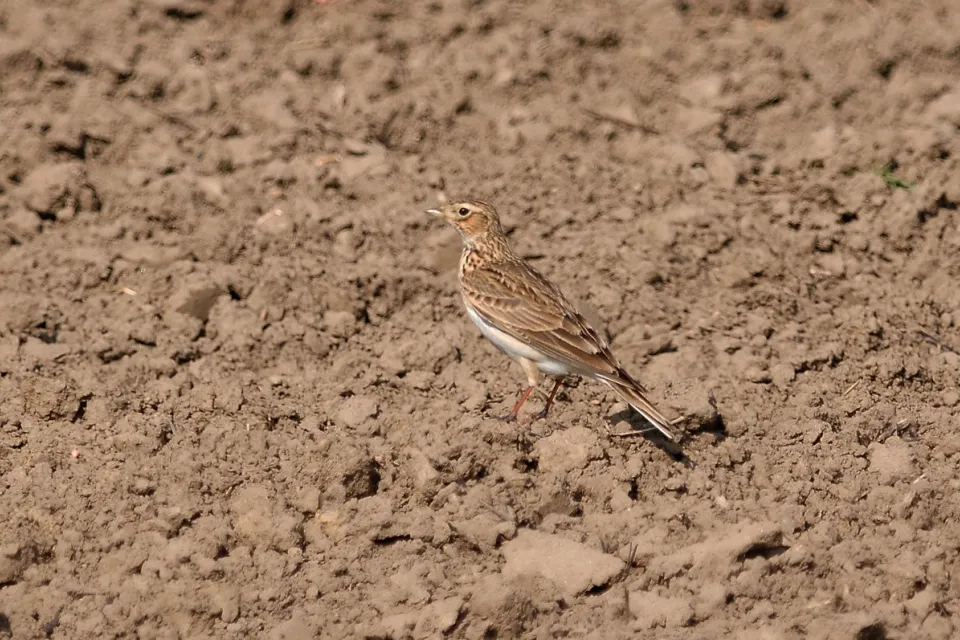 Alauda arvensis