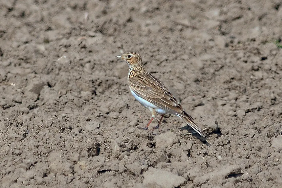Alauda arvensis