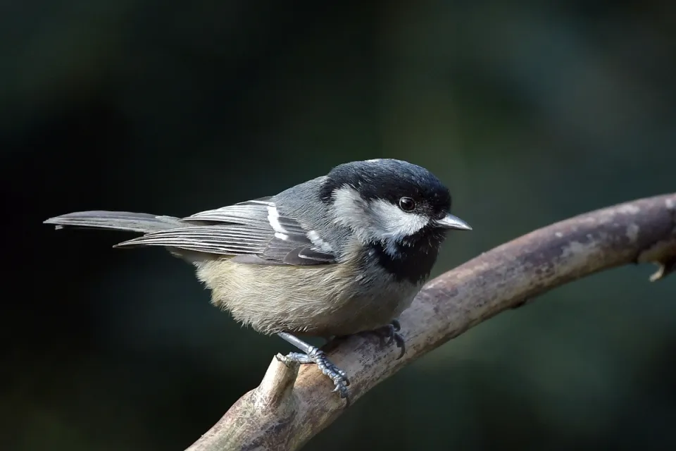 Parus ater