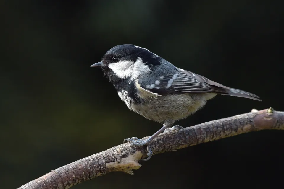 Parus ater