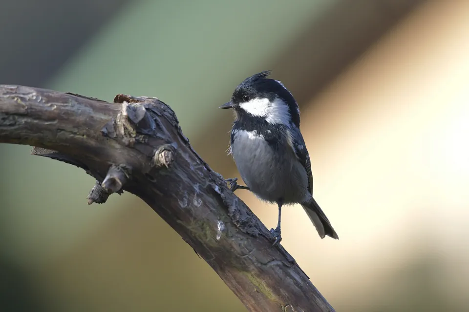 Parus ater