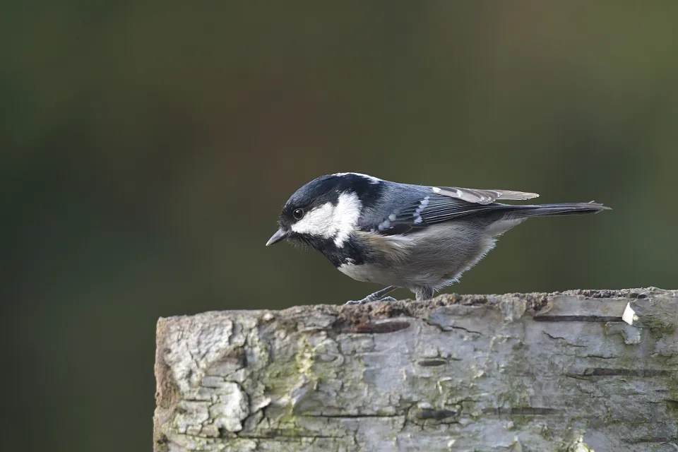 Parus ater