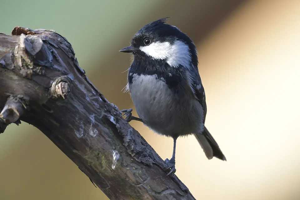 Parus ater