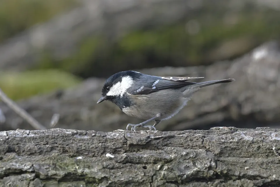 Parus ater