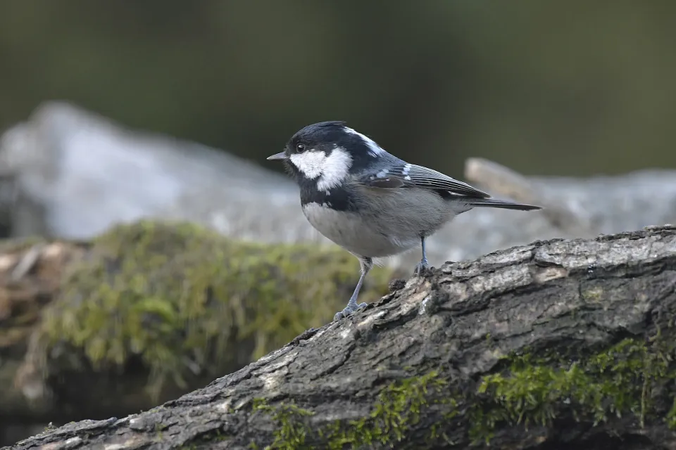 Parus ater