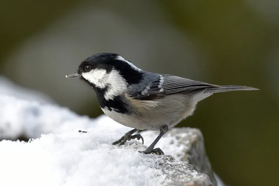 Parus ater