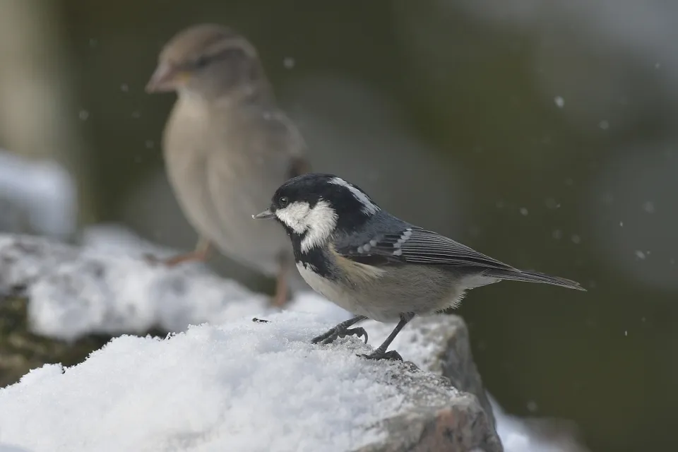 Parus ater