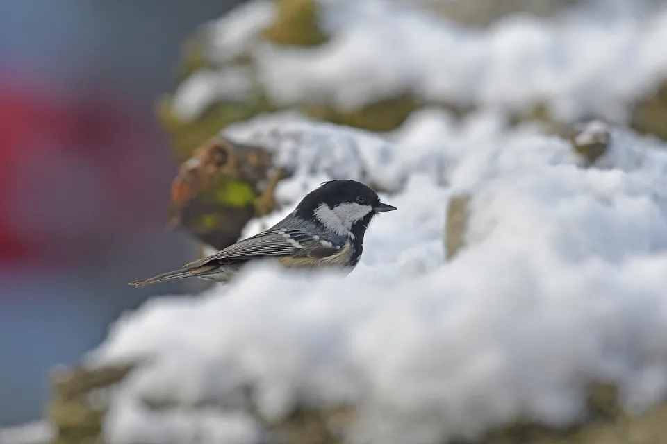 Parus ater