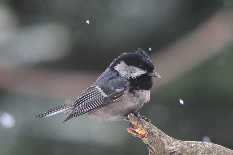 Sosnówka