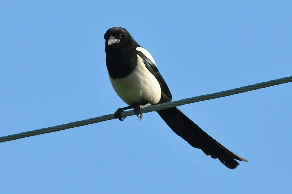 Sroka