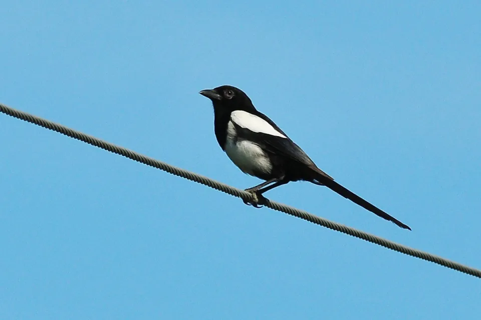 Sroka