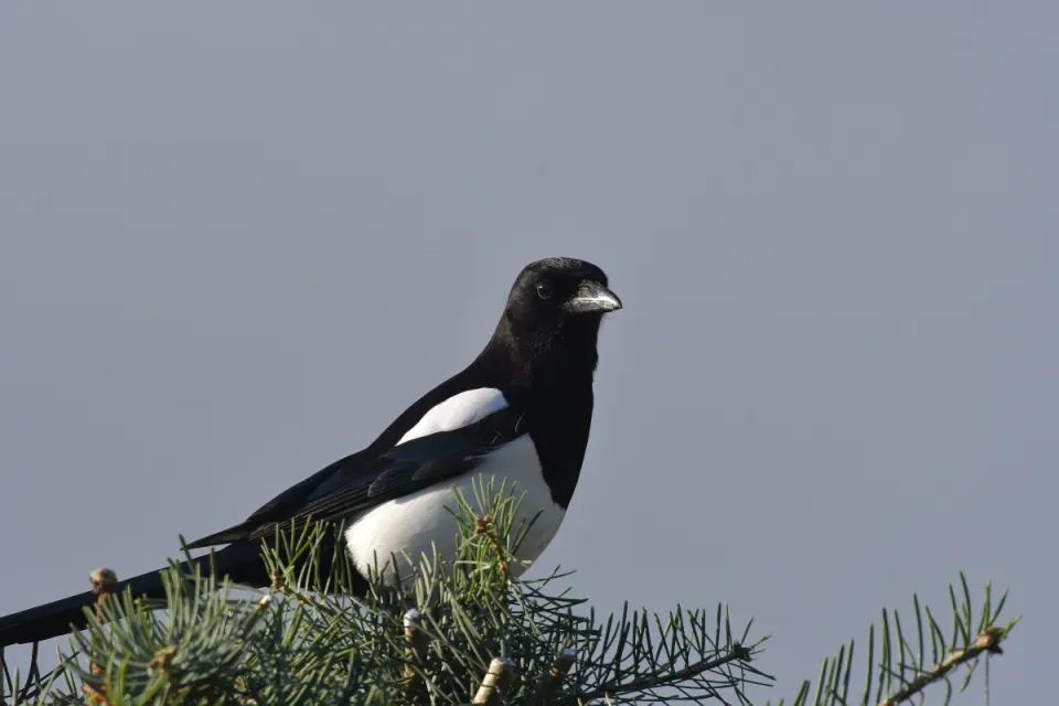 Sroka