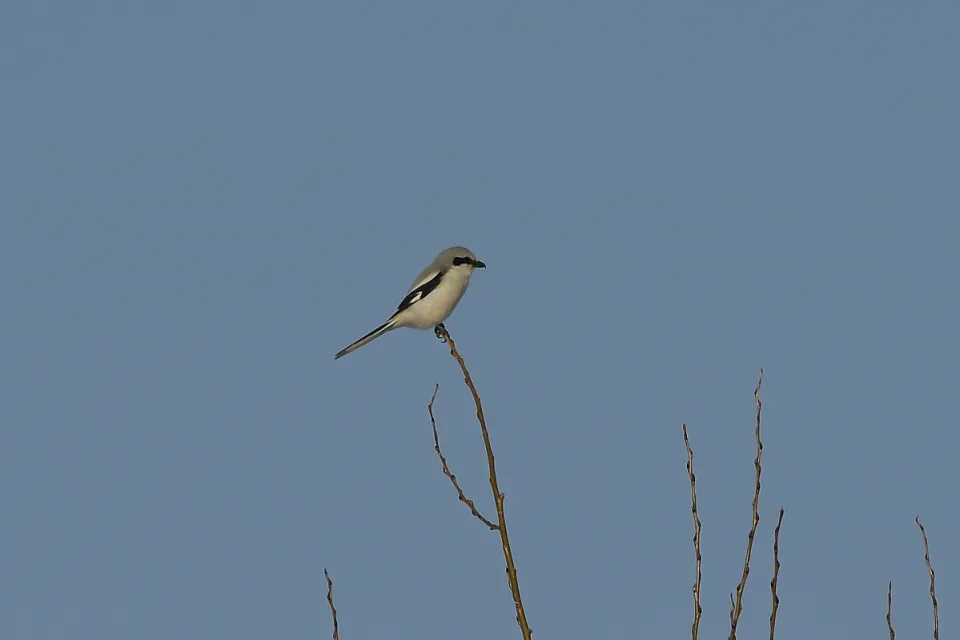 Lanius excubitor