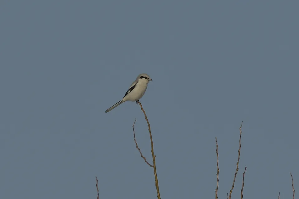 Lanius excubitor