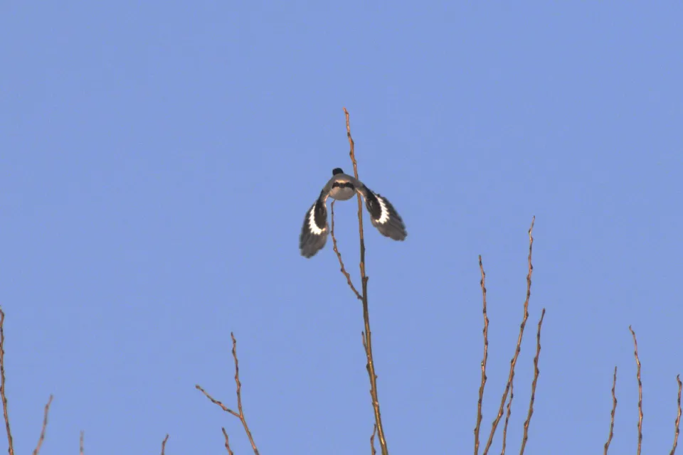 Lanius excubitor