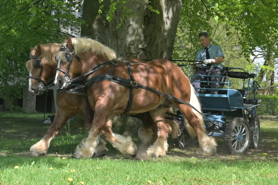 Stadnina Koni Nowe Jankowice