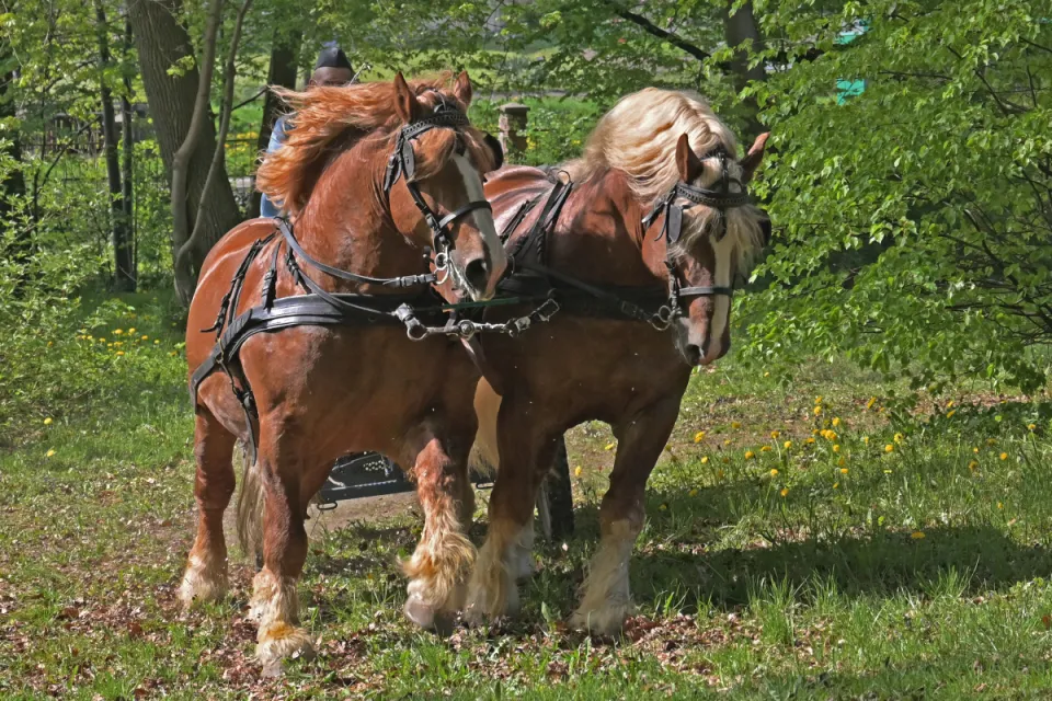 Stadnina Koni Nowe Jankowice