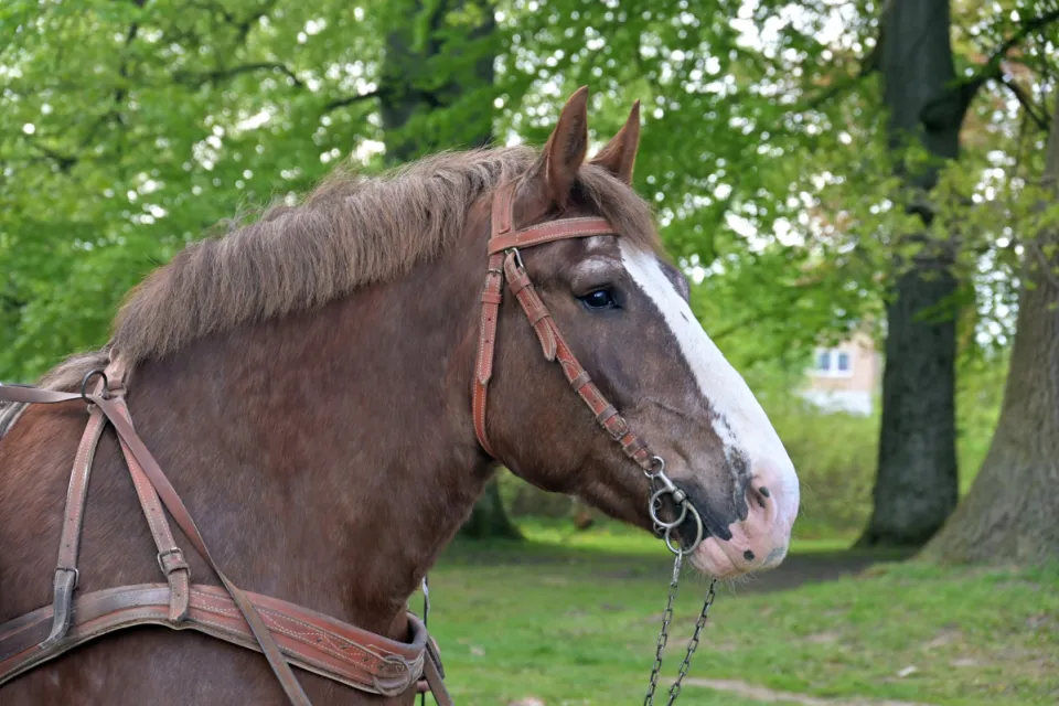 Stadnina Koni Nowe Jankowice