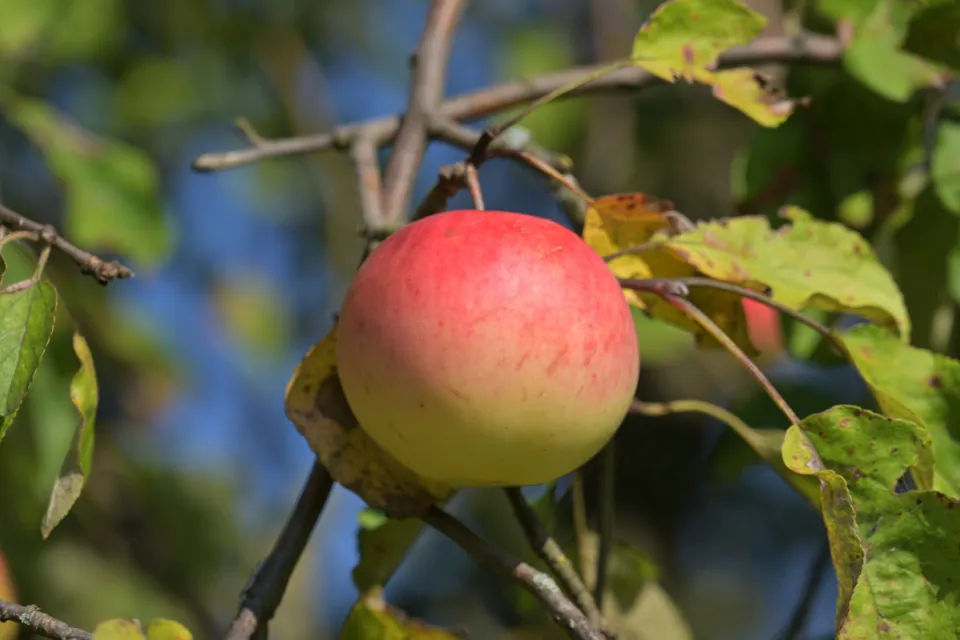 Sady starych odmian jabłoni w ZPKDW