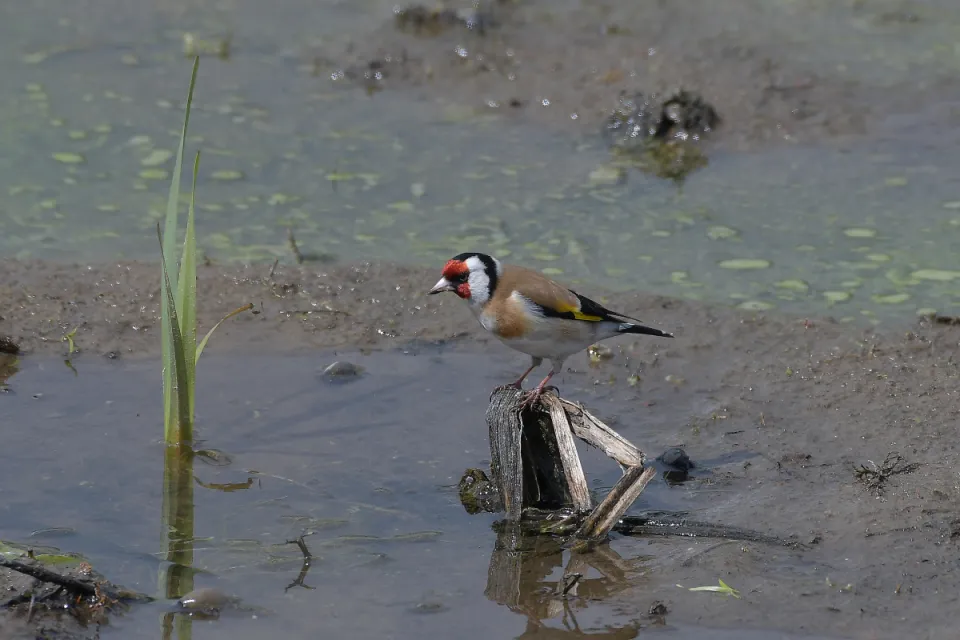 Carduelis carduelis