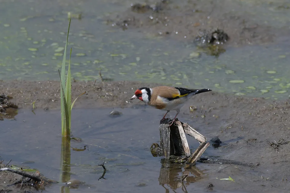 Carduelis carduelis