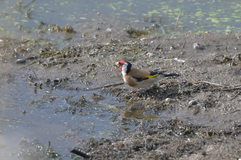 Carduelis carduelis