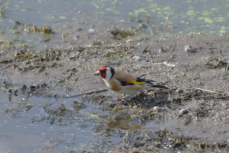 Carduelis carduelis