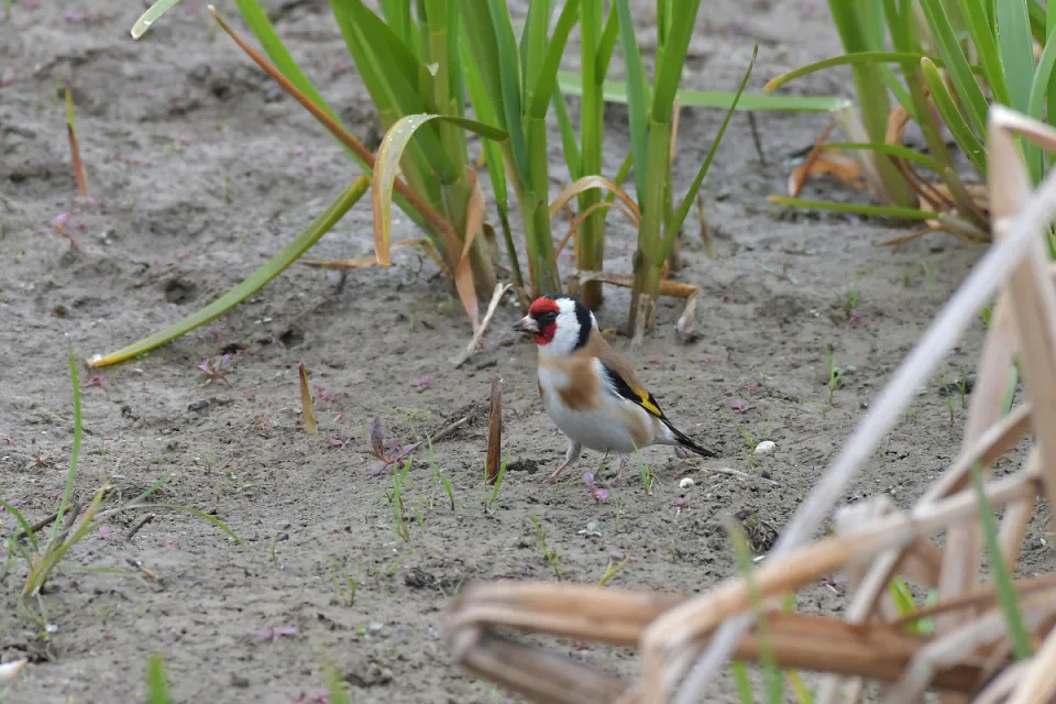 Carduelis carduelis