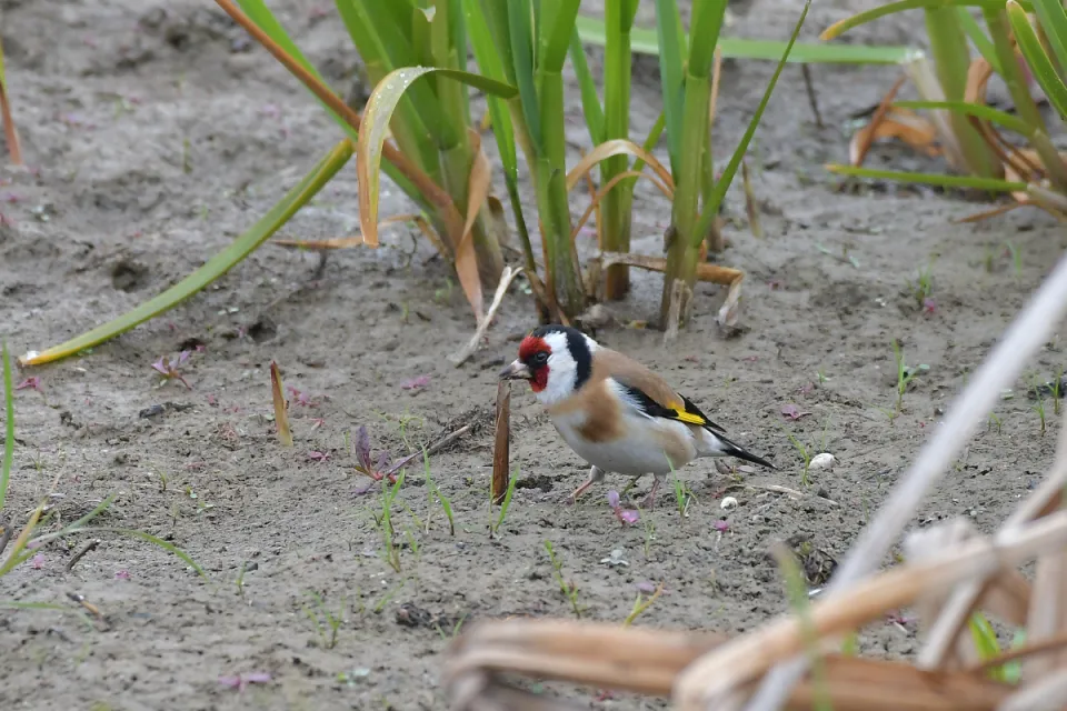 Carduelis carduelis