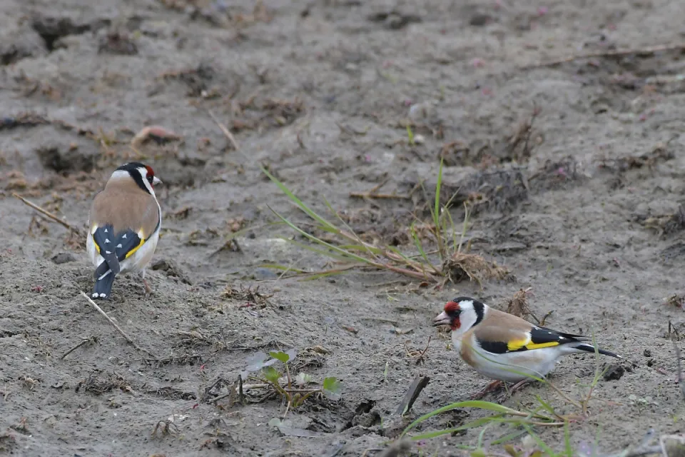 Carduelis carduelis