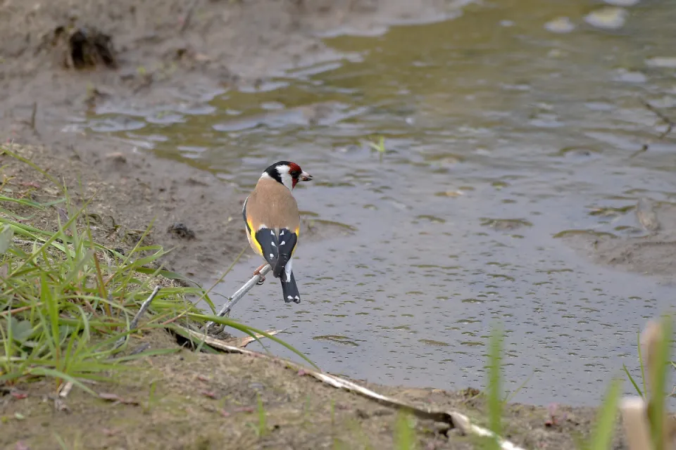 Carduelis carduelis