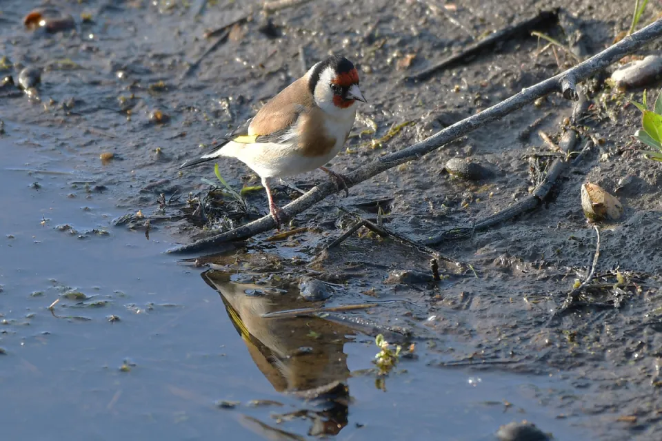 Carduelis carduelis