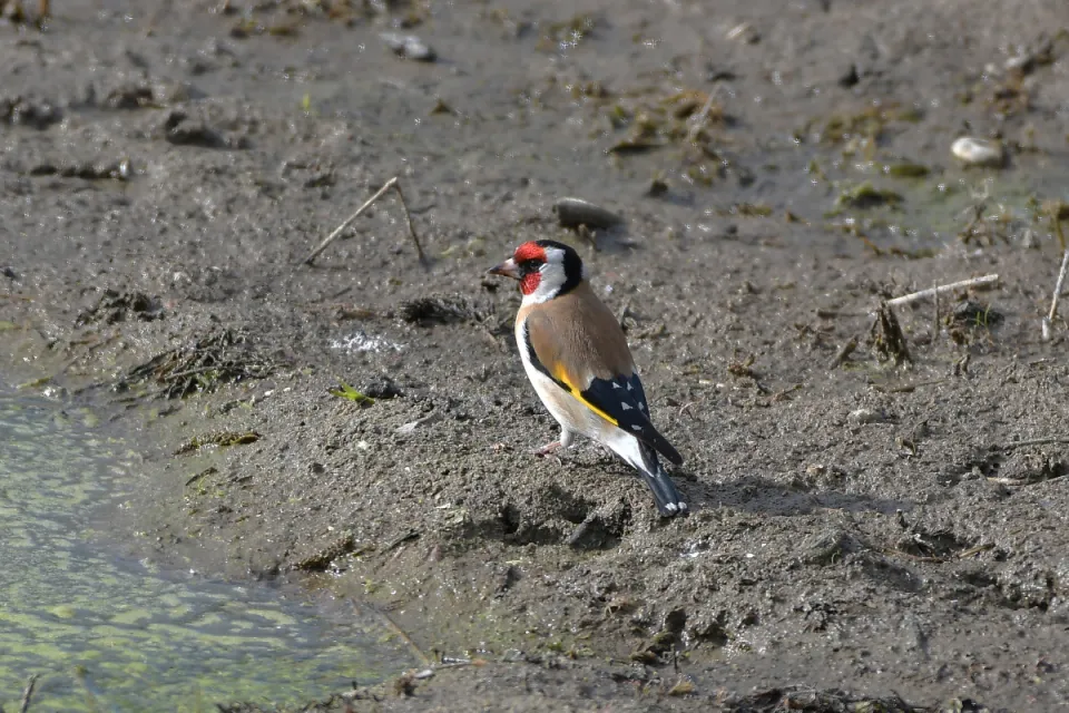 Carduelis carduelis