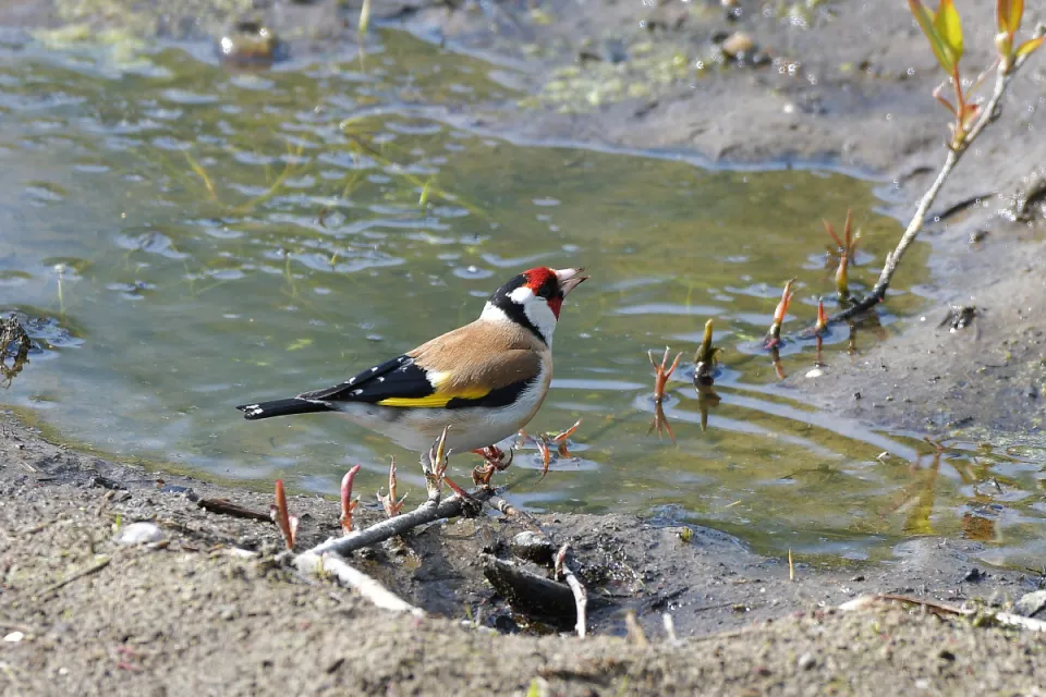 Carduelis carduelis