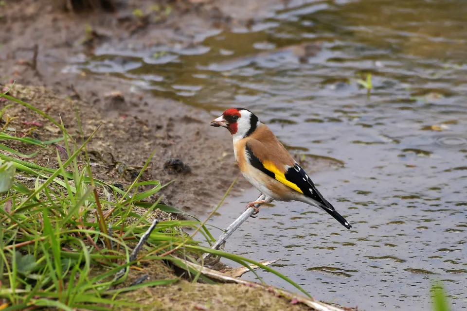 Carduelis carduelis