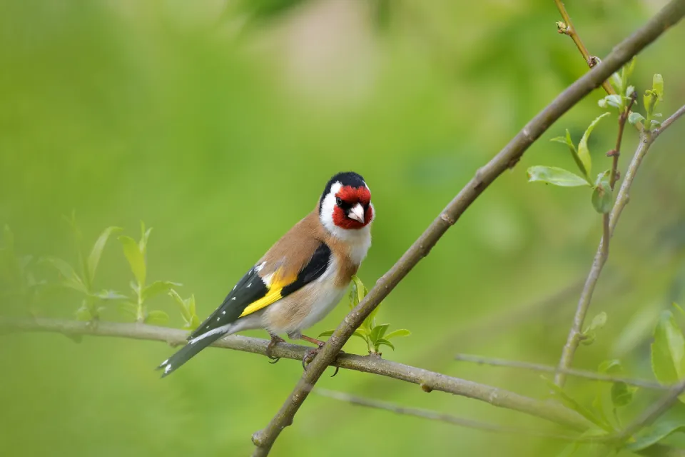 Carduelis carduelis