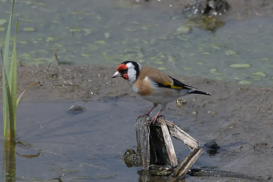 Carduelis carduelis