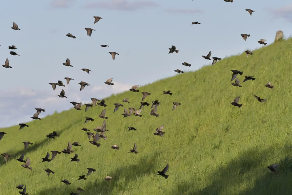 Sturnus vulgaris