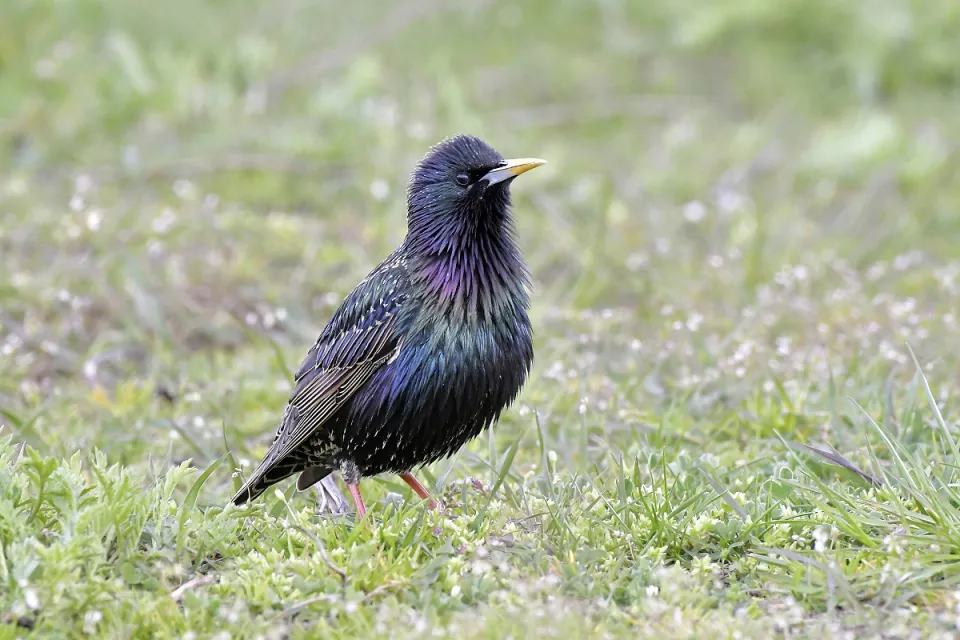 Sturnus vulgaris