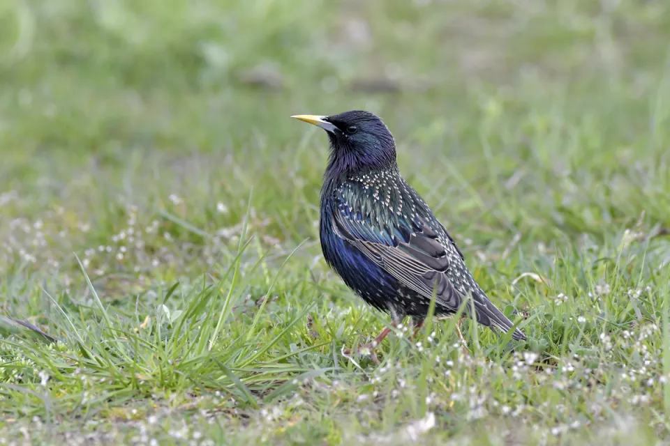Sturnus vulgaris