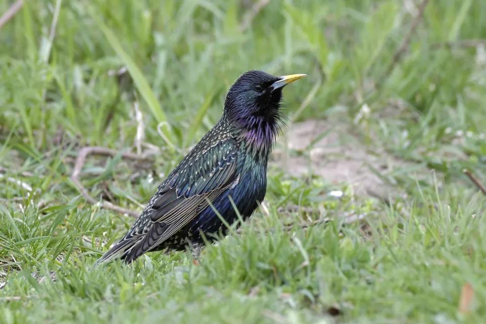 Sturnus vulgaris