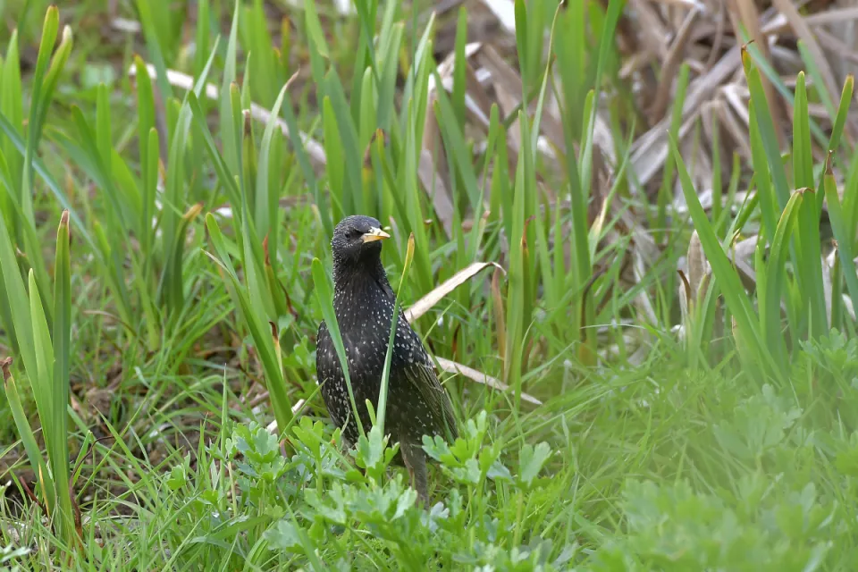 Sturnus vulgaris