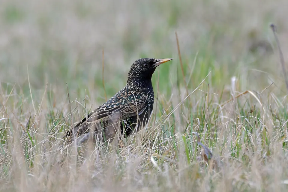 Sturnus vulgaris