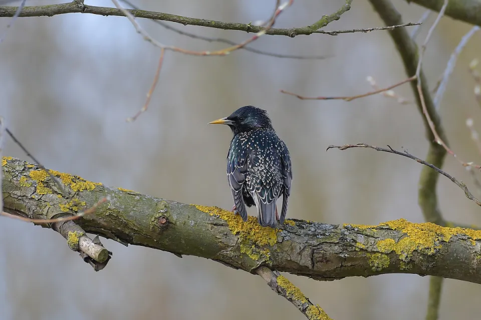 Sturnus vulgaris
