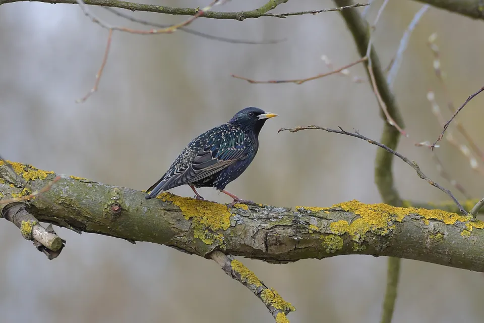Sturnus vulgaris